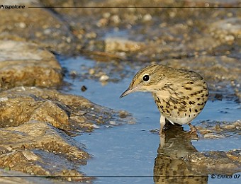 Animali 142